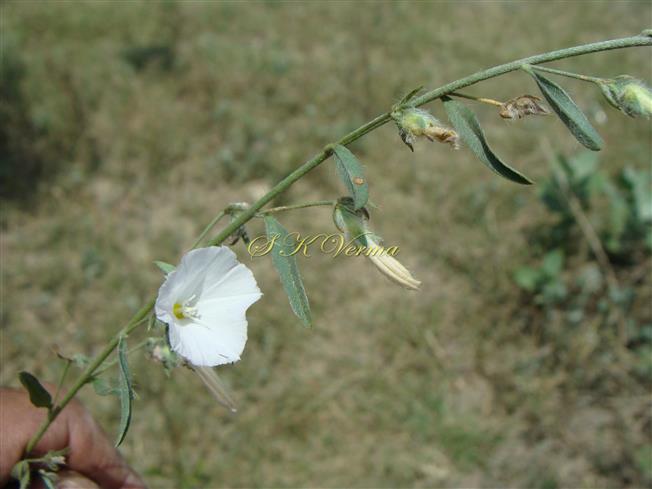  Flowering shoot